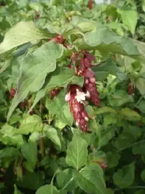 LEYCESTERIA formosa 'Purple Rain'