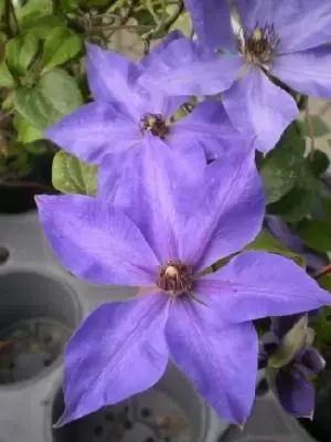 CLEMATIS 'Elsa Spath'