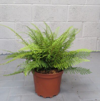 POLYSTICHUM setiferum 'Herrenhausen'