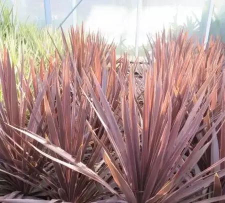 CORDYLINE 'Red Star'