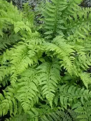 POLYSTICHUM aculeatum