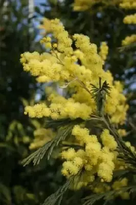 ACACIA dealbata - image 1