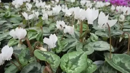 CYCLAMEN hederifolium 'White'