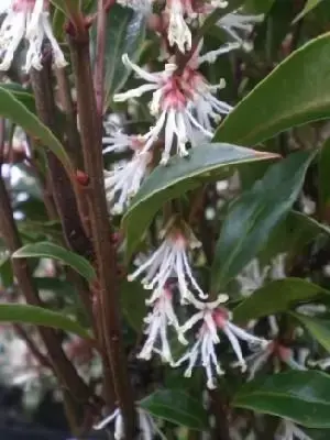 SARCOCOCCA hookeriana digyna 'Purple Stem' - image 1