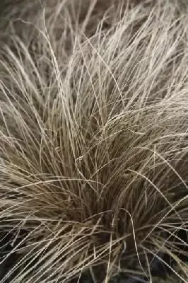 CAREX comans 'Bronze'