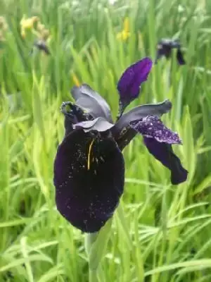 IRIS chrysographes 'Black Form'