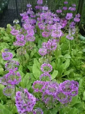 PRIMULA beesiana