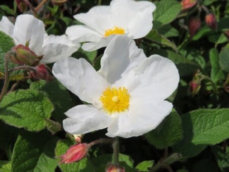 CISTUS x hybridus (corbariensis)