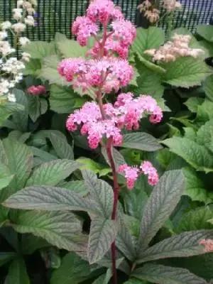 RODGERSIA pinnata 'Chocolate Wings'