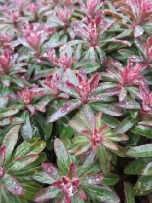 EUPHORBIA 'Efanthia'