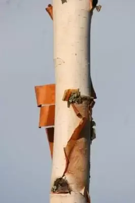 BETULA utilis jacquemontii