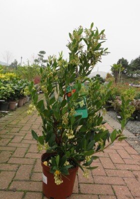 ARBUTUS unedo - image 2