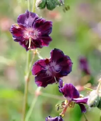 GERANIUM phaeum 'Samobor' - image 1