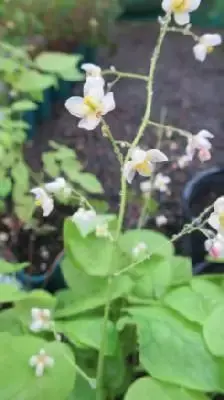 EPIMEDIUM pubigerum