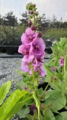 VERBASCUM 'Lavender Lass'