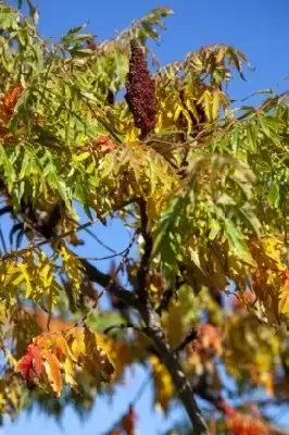 RHUS typhina 'Dissecta' - image 1