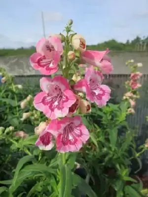 PENSTEMON 'Strawberries & Cream'