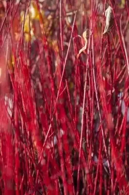 CORNUS alba 'Baton Rouge' - image 1