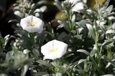 CONVOLVULUS cneorum