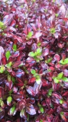 COPROSMA 'Evening Glow'