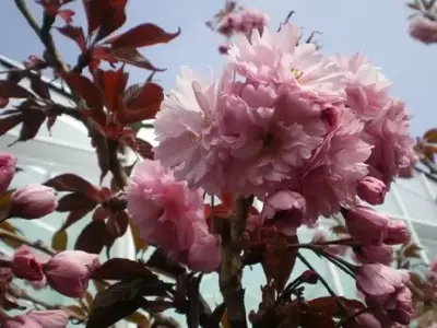 PRUNUS 'Royal Burgundy' - image 1