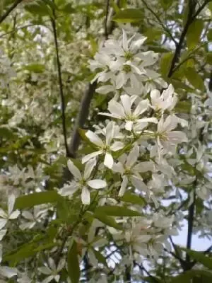 AMELANCHIER x grandiflora 'Robin Hill' - image 1