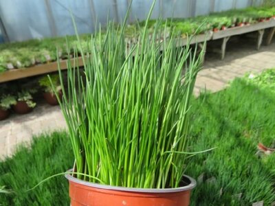 Allium schoenoprasum (CHIVES)