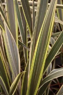 PHORMIUM 'Alison Blackman'