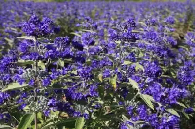 CARYOPTERIS x clanonensis 'Dark Knight'