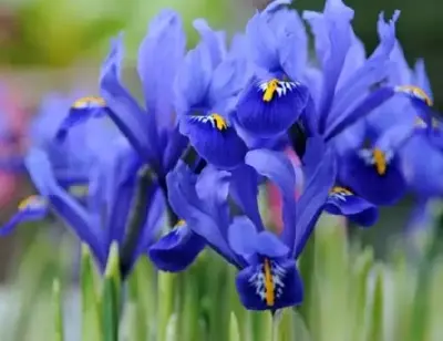 IRIS reticulata 'Harmony'