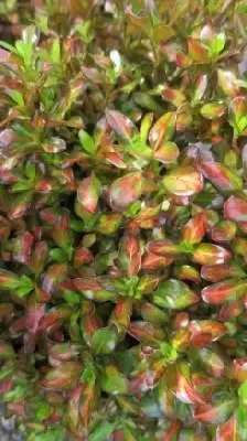 COPROSMA 'Lemon & Lime' - image 1