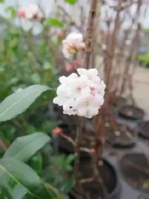 VIBURNUM farreri