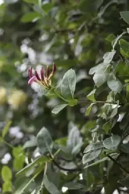 LONICERA periclymenum 'Belgica'