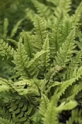 POLYSTICHUM tsussimense - image 1