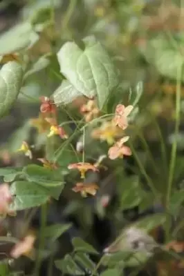 EPIMEDIUM x warleyense 'Orangekonigin'