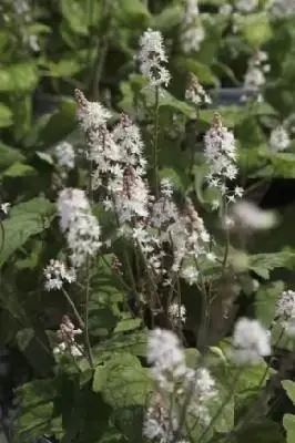 TIARELLA wherryi