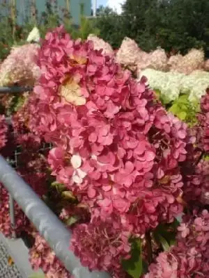 HYDRANGEA paniculata 'Vanille Fraise' - image 1