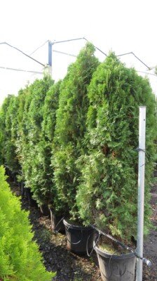 THUJA occidentalis 'Smaragd'