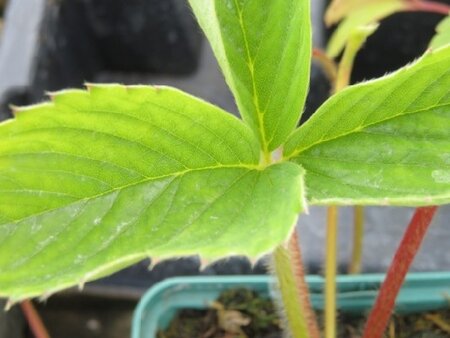 Fragaria x ananassa 'Honeoye' (STRAWBERRY)