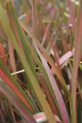 PHORMIUM 'Jester'