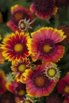 GAILLARDIA 'Arizona Sun'