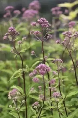 EUTROCHIUM purpureum