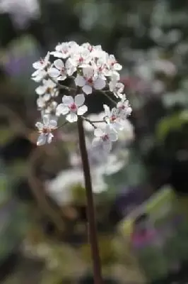 DARMERA peltata