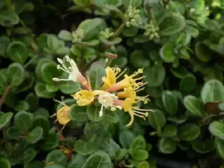 LONICERA crassifolia 'Little Honey'