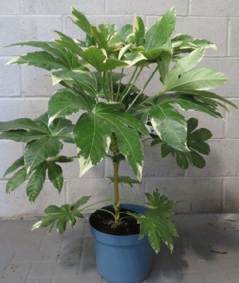 FATSIA japonica 'Variegata' - image 1