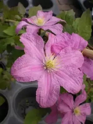 CLEMATIS 'Comtesse de Bouchaud'