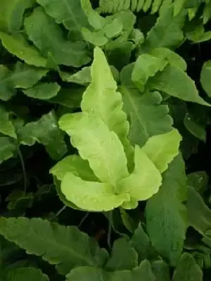 DRYOPTERIS sieboldi