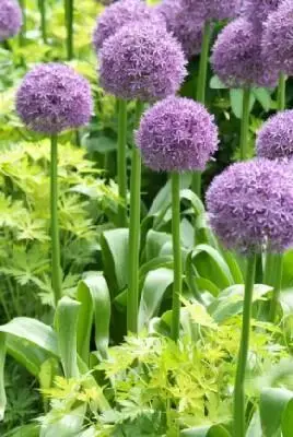 ALLIUM 'Globemaster' - image 1