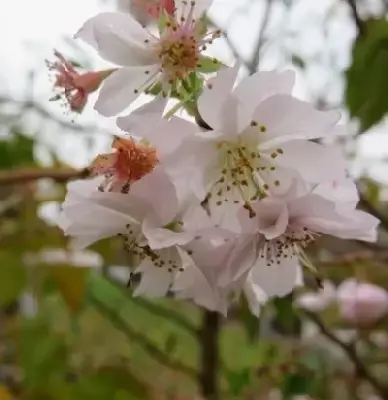 PRUNUS subhirtella 'Autumnalis' - image 1