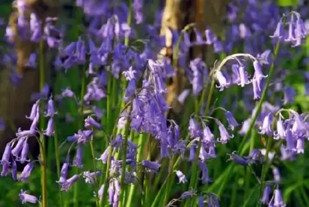 HYACINTHOIDES non-scripta